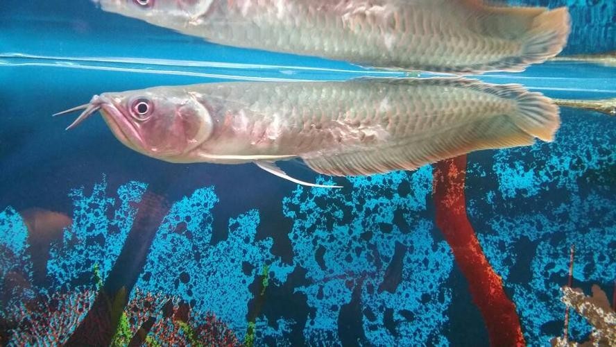 銀龍魚會吃銀龍魚嗎圖片