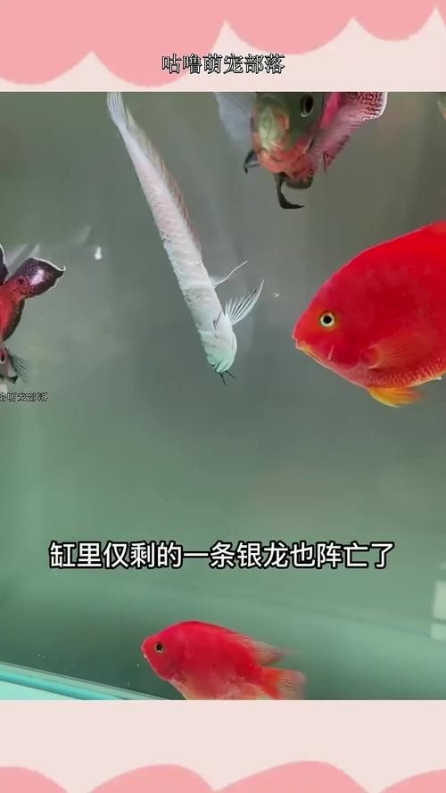 銀龍魚會吃銀龍魚嗎圖片