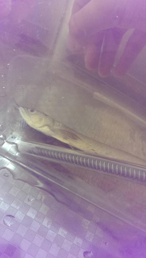 銀龍魚會吃銀龍魚嗎圖片