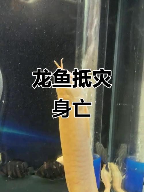 銀龍魚會吃銀龍魚嗎圖片