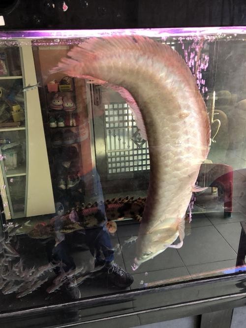 銀龍魚會吃銀龍魚嗎圖片