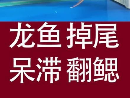 怎樣養好龍魚視頻解說文案大全