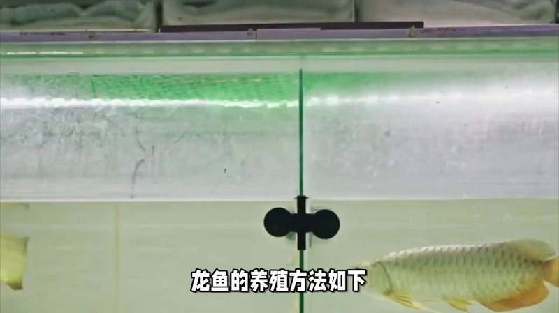 怎樣養好龍魚視頻解說文案大全