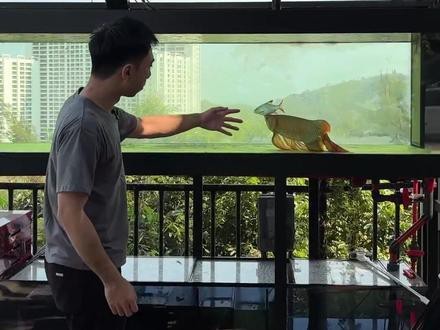 怎樣養好龍魚視頻解說文案大全