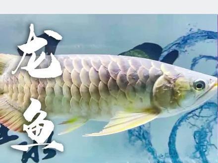 怎樣養好龍魚視頻解說文案大全