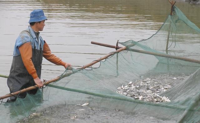 70公分銀龍魚價格多少錢一條（70公分的銀龍魚多少錢） 70公分銀龍魚價格多少錢一條（70公分的銀龍魚多少錢） 銀龍魚百科