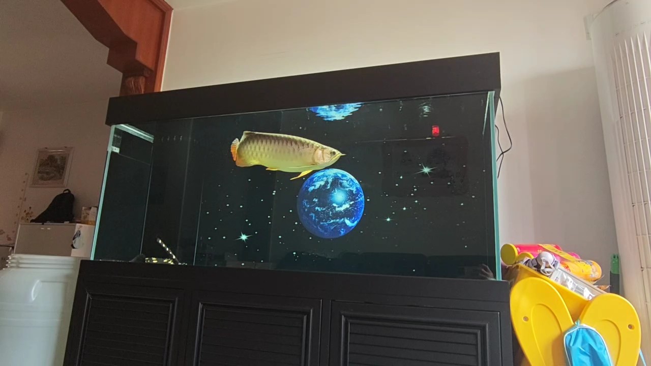 晝夜溫差較大友友們注意魚(yú)缸溫度哦