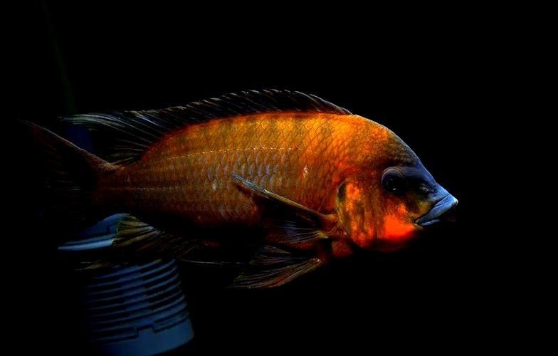 紅龍王圖片 紅龍王圖片 龍魚論壇 第1張