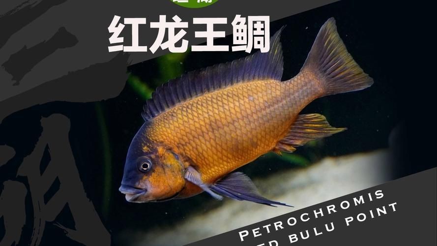 紅龍王圖片 紅龍王圖片 龍魚論壇 第16張