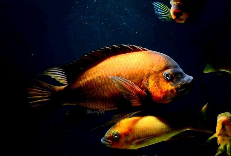 紅龍王圖片 紅龍王圖片 龍魚論壇 第20張