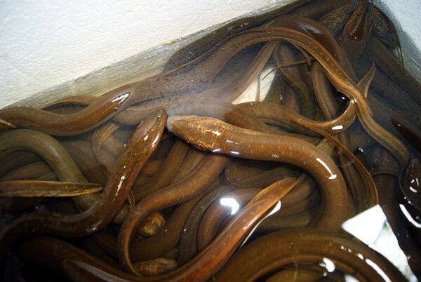 七星魚6大害處 七星魚6大害處 龍魚論壇 第1張