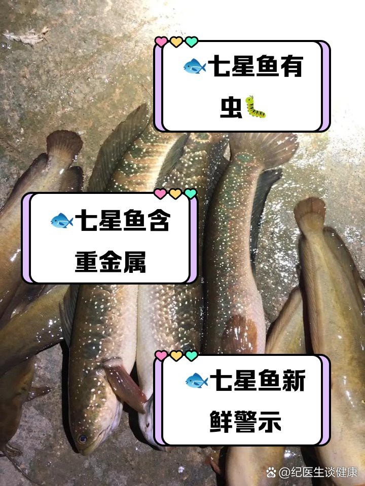 七星魚6大害處 七星魚6大害處 龍魚論壇 第3張