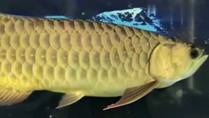 白色銀龍魚多少錢一條(銀龍觀賞魚多少錢一條)