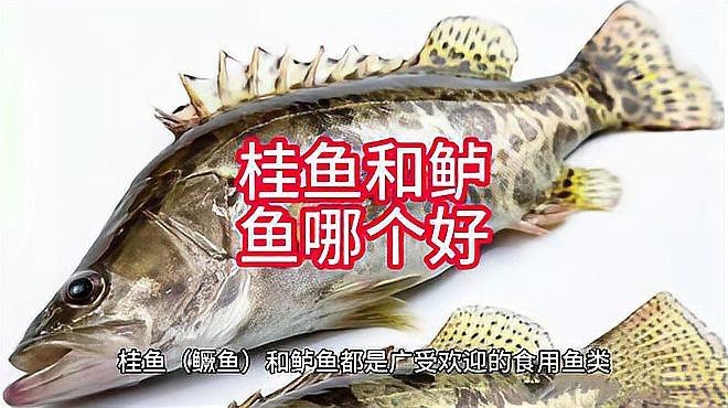 桂魚跟鱸魚哪個(gè)好