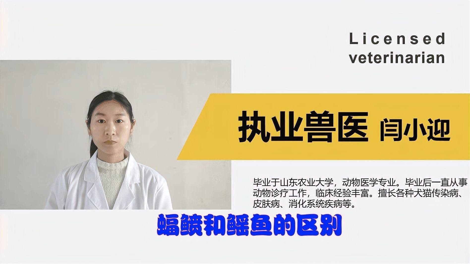 蝠鲼跟鰩魚的區(qū)別 蝠鲼跟鰩魚的區(qū)別 龍魚論壇 第1張