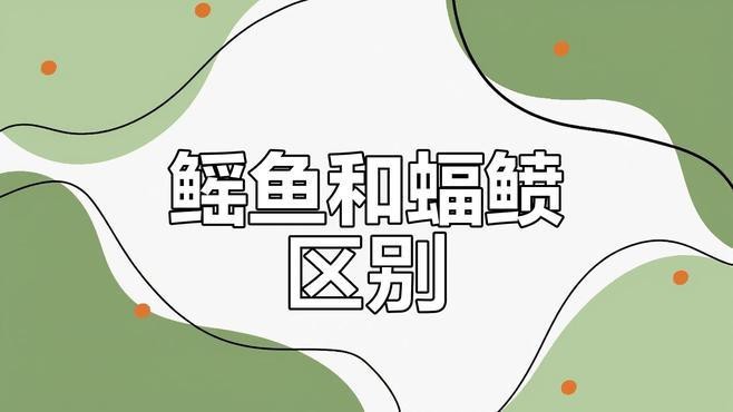 蝠鲼跟鰩魚的區(qū)別 蝠鲼跟鰩魚的區(qū)別 龍魚論壇 第3張