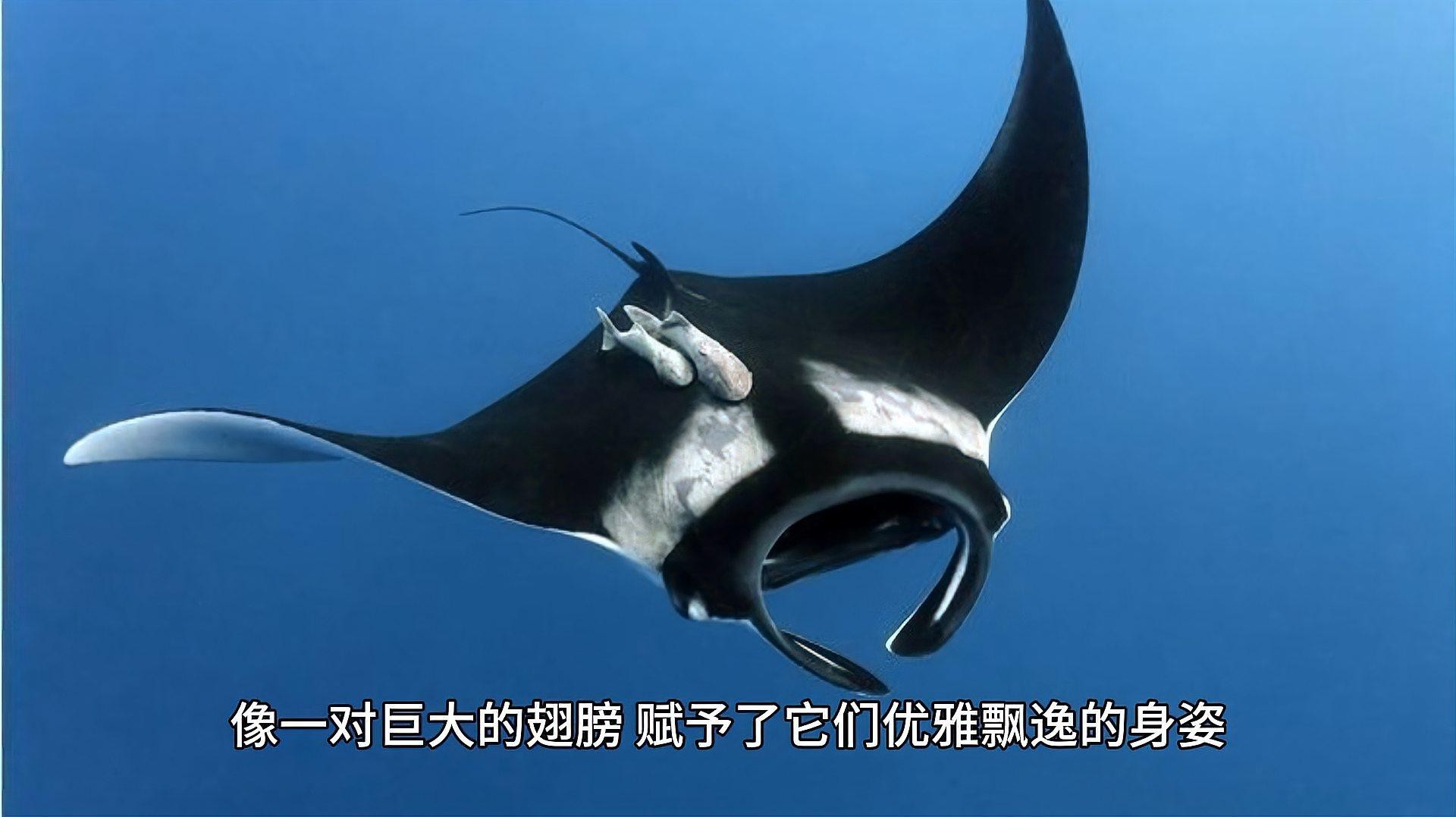 蝠鲼跟鰩魚的區(qū)別 蝠鲼跟鰩魚的區(qū)別 龍魚論壇 第10張