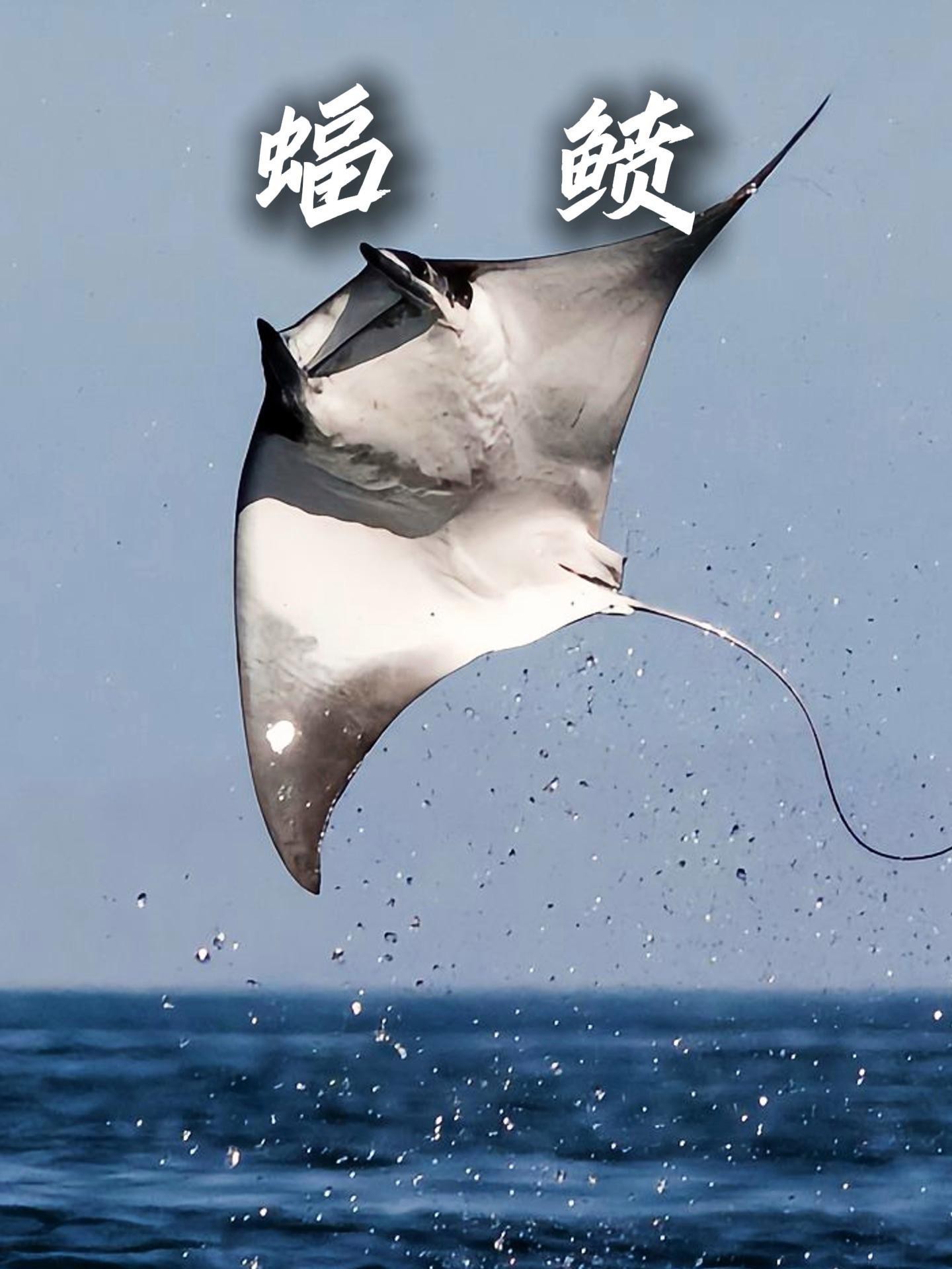 蝠鲼跟鰩魚的區(qū)別 蝠鲼跟鰩魚的區(qū)別 龍魚論壇 第9張