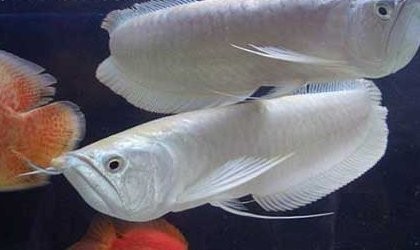 銀龍魚什么時候變銀色的