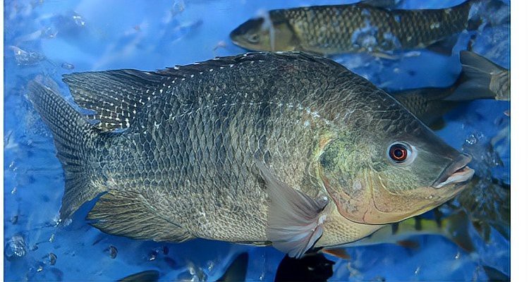 魚生寶寶是用嘴生的嗎