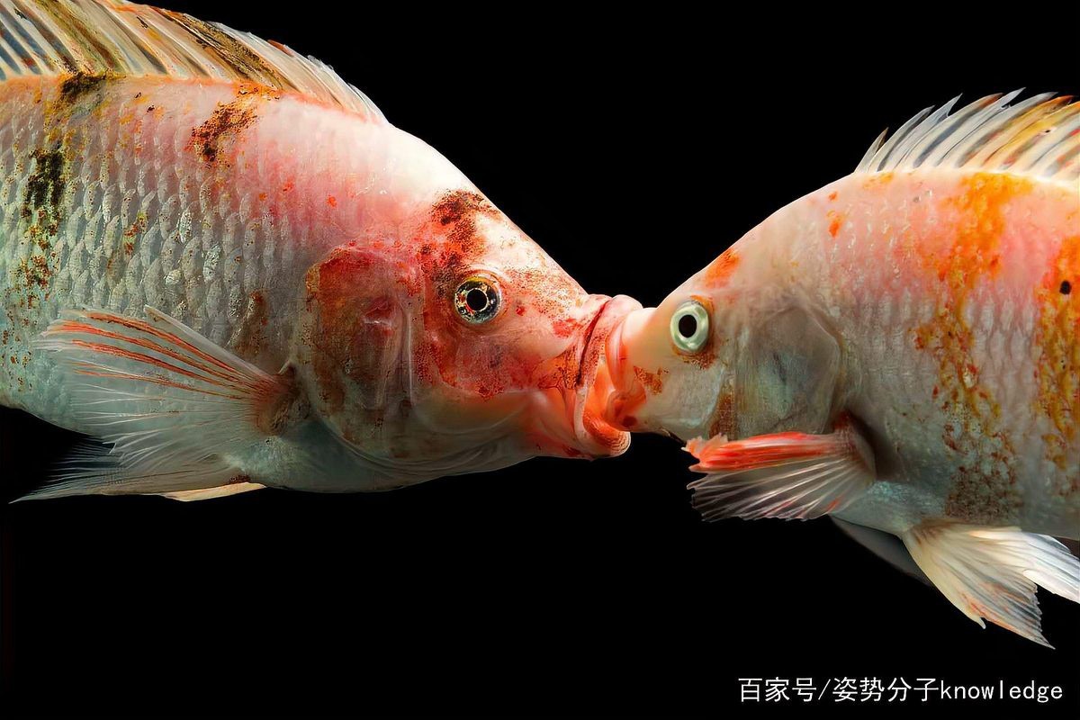 魚生寶寶是用嘴生的嗎
