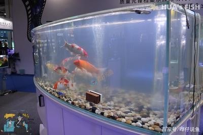 白化銀龍魚圖片（白化銀龍魚圖片高清）