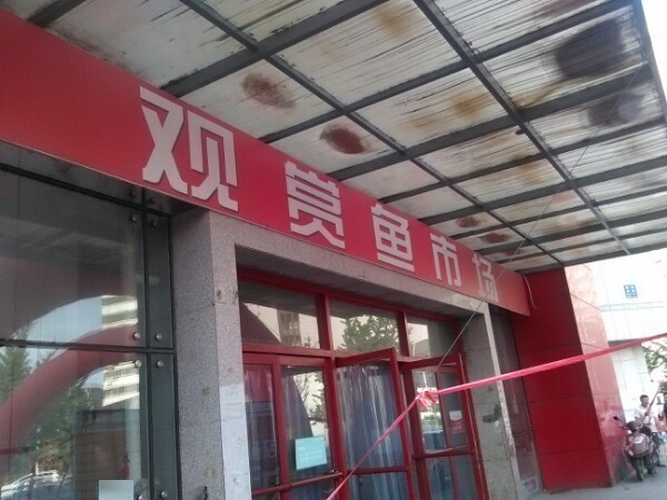 鞍山龍魚魚廠電話號碼查詢