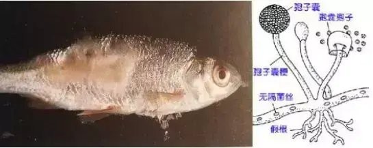 水霉和白毛區別