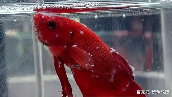 水霉和白毛區別