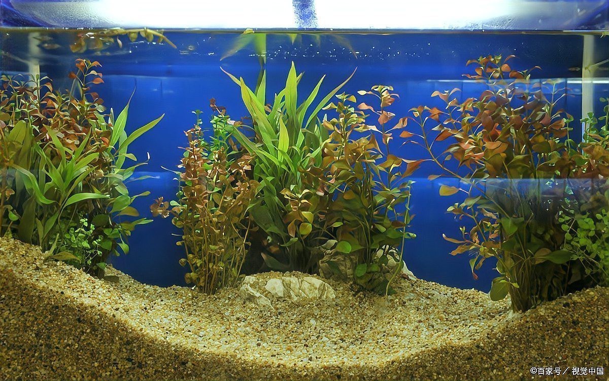 水霉和白毛區別