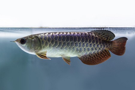 給大魚缸換水的作文:體驗給大魚缸換水的樂趣:體驗給大魚缸換水:給大魚缸換水的作文 晉城市城區魚樂水族館(晉城市城區魚樂水族館電話) 全國水族館企業名錄 晉城市城區魚樂水族館(晉城市城區魚樂水族館電話) 晉城市城區魚樂水族館(晉城市城區魚樂水族館電話) 全國水族館企業名錄