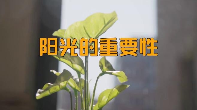 環(huán)境調(diào)控中光線管理的重要性