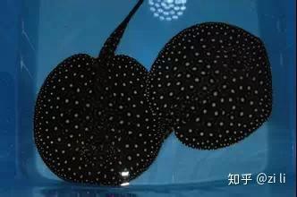 淡水魟魚 淡水魟魚 龍魚論壇 第2張