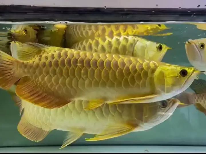 龍魚金底和藍底哪個好