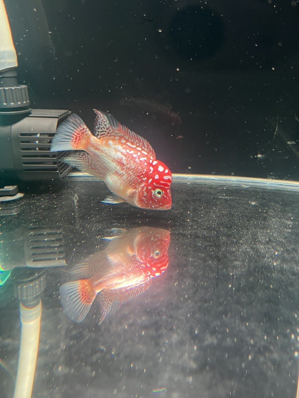 金花火鳳凰