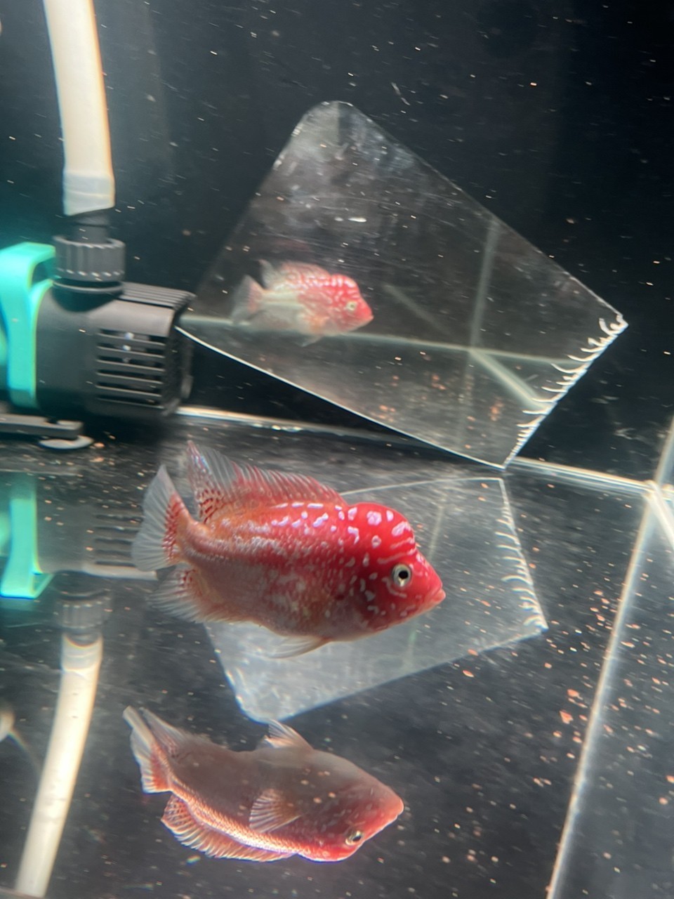 金花火鳳凰