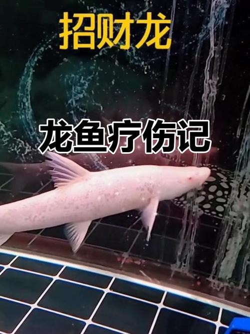 龍魚魚鱗充血怎么辦圖片