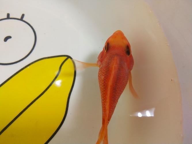 龍魚魚鱗充血怎么辦圖片