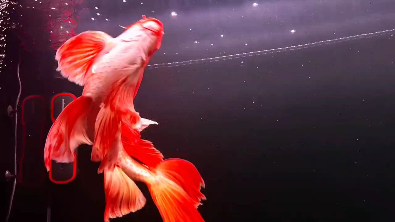 太美了，紅色普身蝴蝶鯉