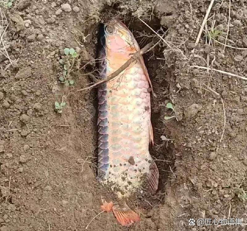 紅龍魚死了意義