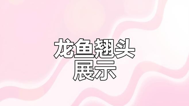 龍魚翹頭游怎么辦