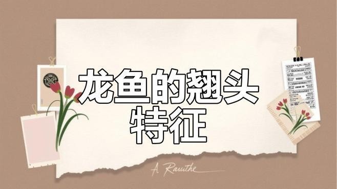 龍魚翹頭游怎么辦