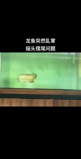 龍魚翹頭游怎么辦