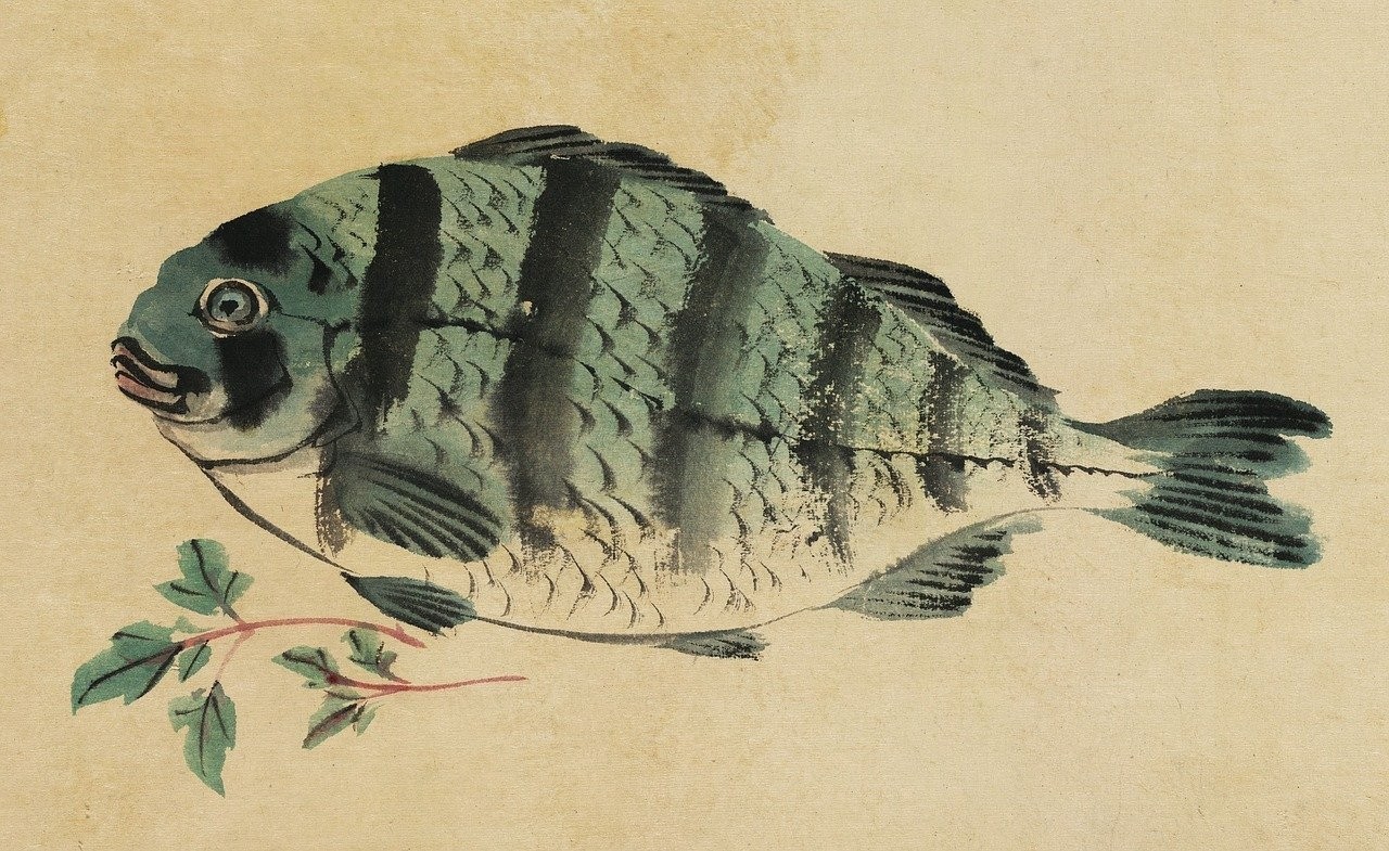日本竹莢魚(yú)中國(guó)叫什么 日本竹莢魚(yú)中國(guó)叫什么 龍魚(yú)論壇 第2張