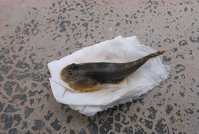附在石頭上的小魚叫啥魚