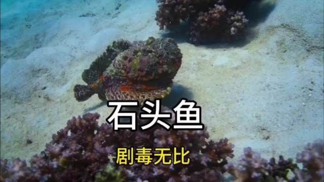 附在石頭上的小魚叫啥魚