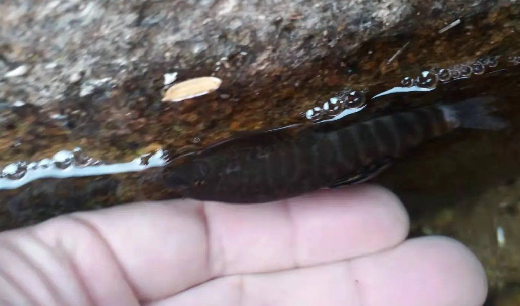 附在石頭上的小魚叫啥魚