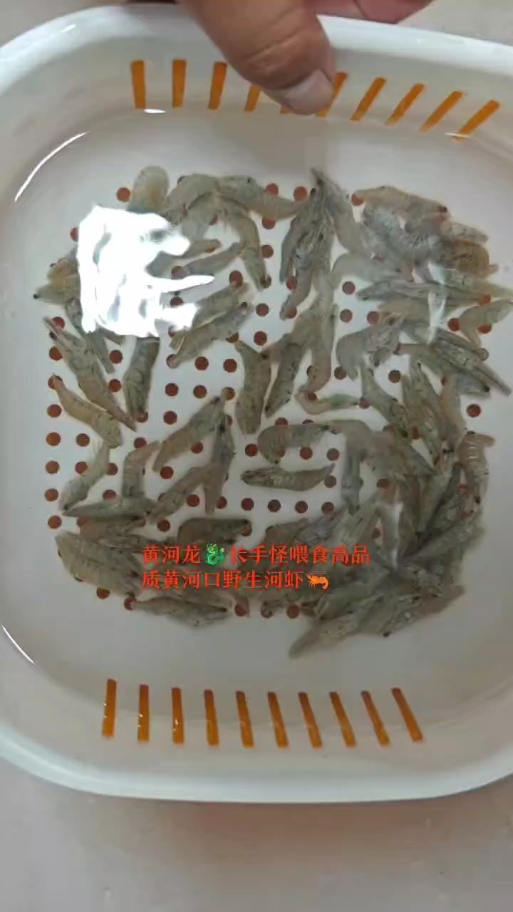 長手怪喂食高品質黃河口速凍野生河蝦