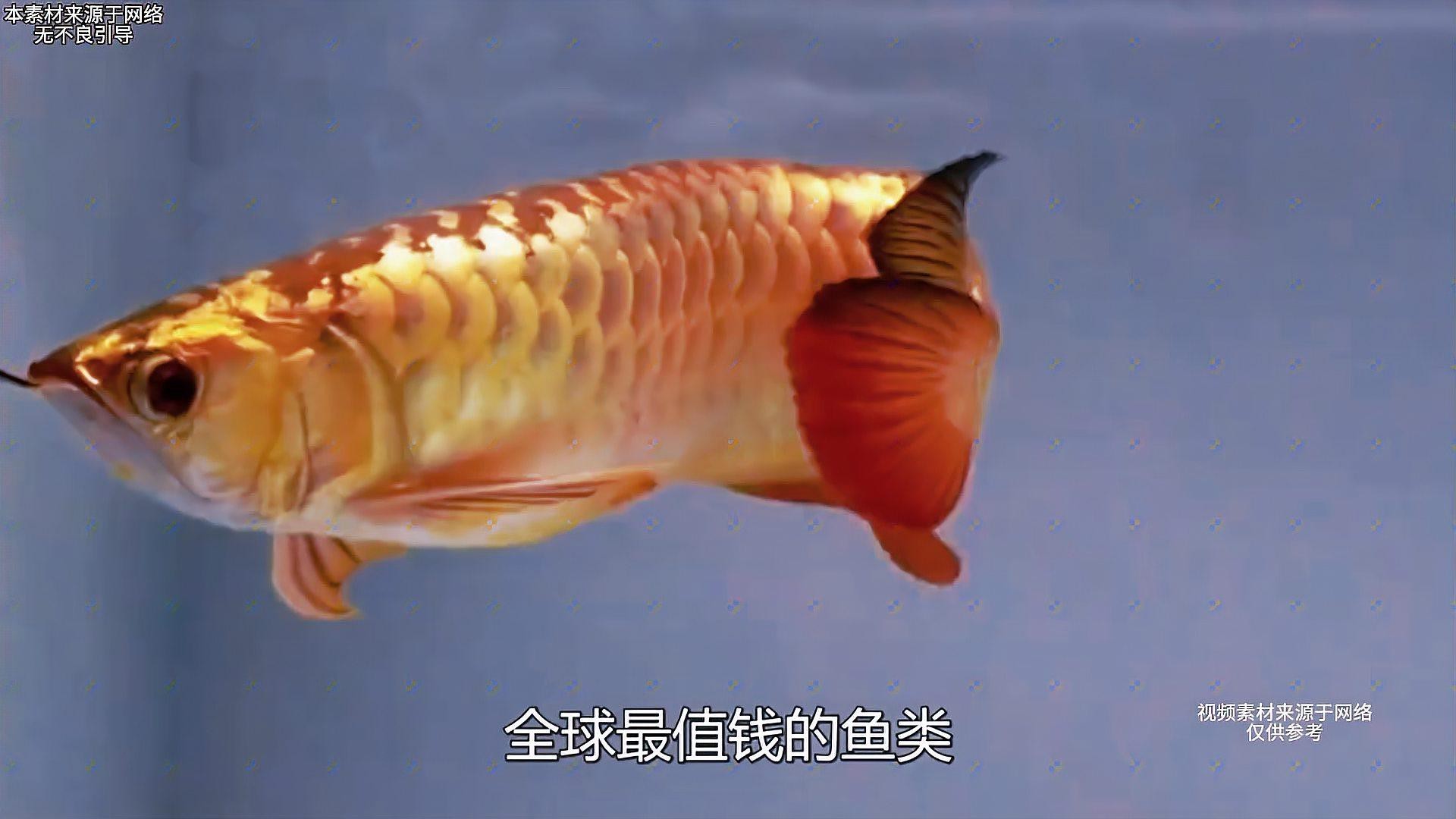 24K金頭金龍魚有哪些品種？