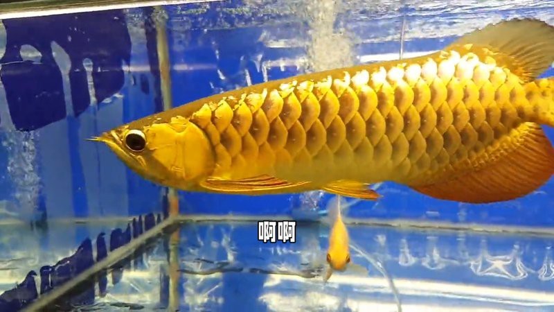 24K金頭金龍魚有哪些品種？